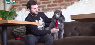 Сок за кучета: Как сърбите глезят домашните си любимци (ВИДЕО)