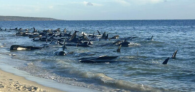 Десетки делфини гринди излязоха на плаж в Югозападна Австралия (ВИДЕО)