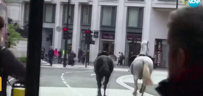 Два от конете на кавалерията, бягали по улиците на Лондон, са в тежко състояние
