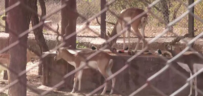 Заради жегите: Животните в индийски зоопарк получиха ледени лакомства (ВИДЕО)