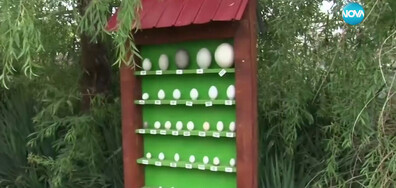 Великденска изложба: В Бургас показват екзотични птичи яйца (ВИДЕО)