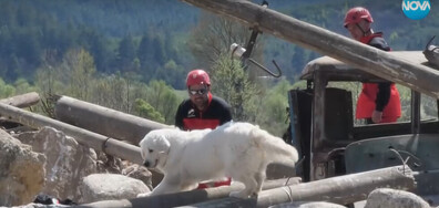 За първи път у нас: Обучават кучета спасители за действия при земетресения