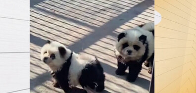 Зоопарк в Китай боядиса две кучета като панди (ВИДЕО)