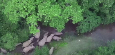 Рядка гледка: Заснеха стадо от 42 азиатски слона (ВИДЕО)