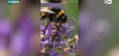Застрашени ли са пчелите от все по-честите наводнения в световен мащаб (ВИДЕО)