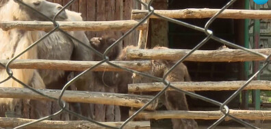 Бейби бум в зоопарка във Варна (ВИДЕО)