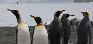 Топенето на морския лед въздейства все повече на китовете и пингвините