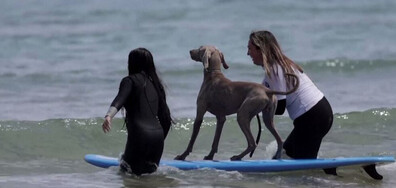 Кучета яхнаха сърфовете край бреговете на Испания (ВИДЕО)