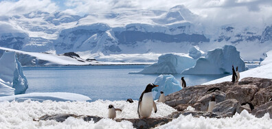 Кои са 10-те най-опасни животни в Антарктида? (ГАЛЕРИЯ)