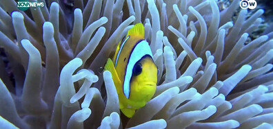 Спасяване на коралите: Как активисти се борят за опазването им (ВИДЕО)