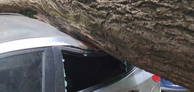 Дърво падна върху кола до полицейско управление в София (СНИМКИ)