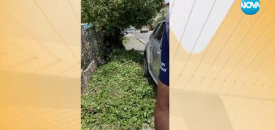 „Пълен абсурд”: Столичани твърдят, че са глобени заради почистване на растителност от тротоар