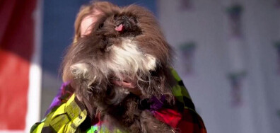 Избраха най-грозното куче в света, собственичката му спечели 5000 долара (ВИДЕО)
