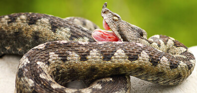 При ухапване от змия: Трябва да се остане на място и да не се измусква отровата