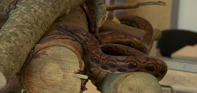 Змия, смятана за мъжка, роди 14 малки (ВИДЕО)