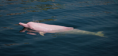 Има ли розови делфини по българското Черноморие