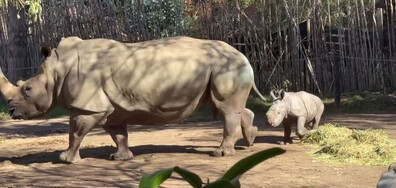 Показаха за пръв път пред публика бебе бял носорог (ВИДЕО)