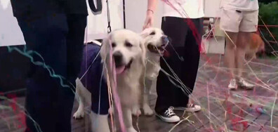 Сватбите на кучета - хит в Китай