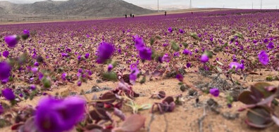 Рядък феномен: Пустинята Атакама се покри с пъстър килим от цветя (ВИДЕО)