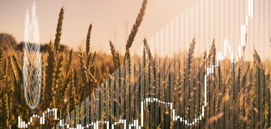 Симов: Цените ще паднат заради рекордното количество пшеница и царевица