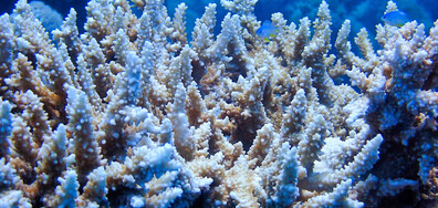 Какво ще се случи след смъртта на коралите