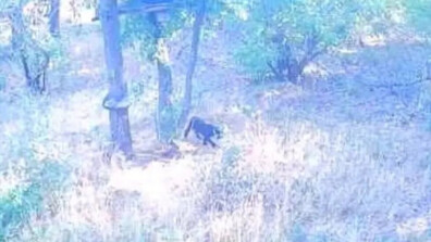 Черният леопард е забелязан отново в Шуменското плато
