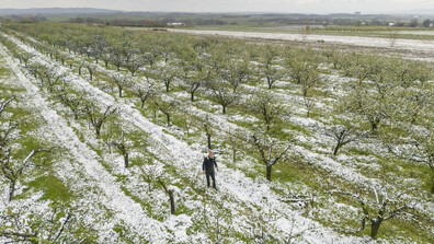 Още 6,8 млн. лева компенсации за овощарите със съсипана продукция