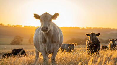 Защо евентуалната ваксинация на животни срещу шарка раздели овцевъди и козевъди у нас