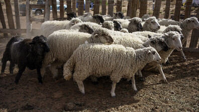 Фермери настояват за ваксинация срещу шарка по дребните преживни животни