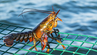 Екзотични гости в Черно море: Учени засичат омари край българския бряг