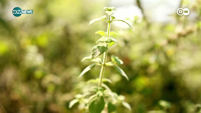 „В добра форма”: Лечебни растения и билки (ВИДЕО)