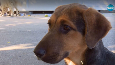 От улицата до сцената: Бездомно куче става част от варненския театър