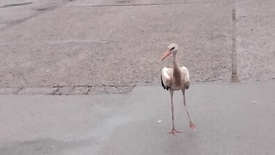 Спасиха щъркел в Монтана