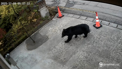 Мечка се разходи край музей в Япония (ВИДЕО)