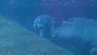 Бебе хипопотамче в зоопарк в Берлин плува за пръв път (ВИДЕО)
