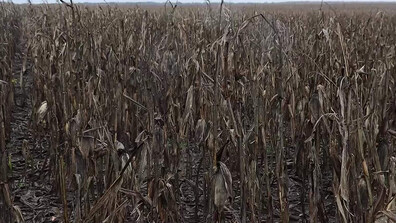 Сушата удари и по реколтата от царевица