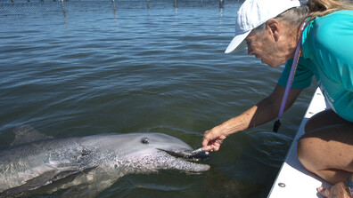 Дружелюбен делфин радва туристите във Венеция (ВИДЕО)