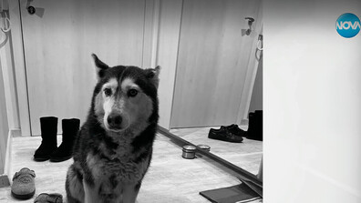 Кой е шофьорът, прегазил кучето Мая, и за какво наказание настояват хората в "Разсадника"