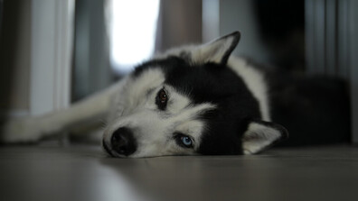 До 8 години затвор грозят шофьора, прегазил куче в София?