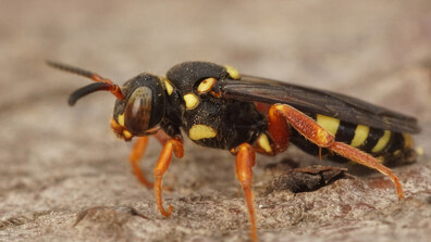 В Австралия откриха пчела с рога и я кръстиха Луцифер