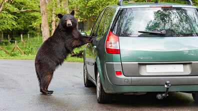 Защо мечки слизат в градовете и как да реагираме при среща с тях