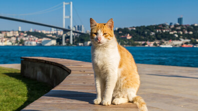 Кетстанбул: Градът, в който котките са господари на улиците (СНИМКИ)