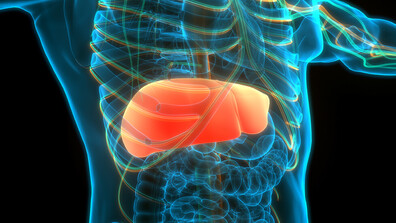 Как да пазим черния дроб здрав: Най-големият вътрешен орган страда „без да боли“