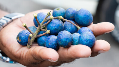 Кой е единственият истински син плод?