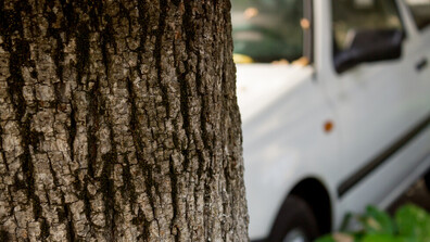 След удар в дърво: Мъж е настанен в болница с опасност за живота