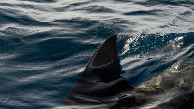 Акула уби жена и рани сериозно мъж в Австралия