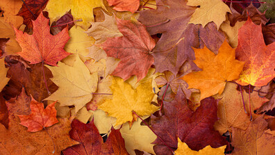 Кафе срещу листа: Заведение в София връща хората в детството