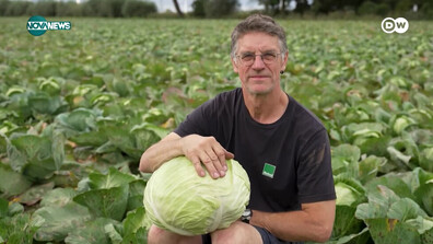 Как се приготвя кисело зеле по германски (ВИДЕО)