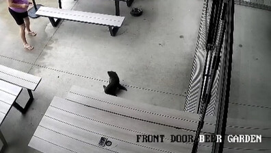 Тюленче нахлу в бар в Нова Зеландия, стресна посетителите (ВИДЕО)