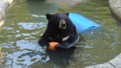 Мечка нападна дресьора си в Китай (ВИДЕО)